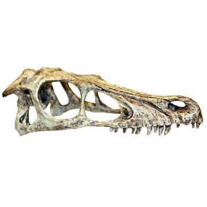 Komodo Raptor skull S