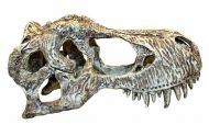 Komodo T-Rex skull S