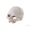 Exo Terra Primate Skull S