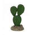Mexican Elder Cactus