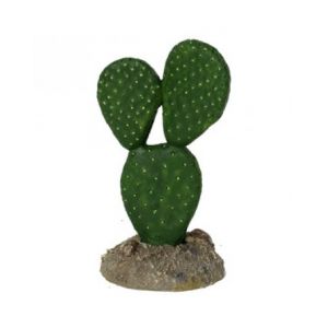 Mexican Elder Cactus