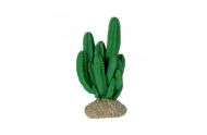 Ironwood Cactus