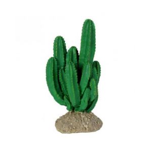 Ironwood Cactus
