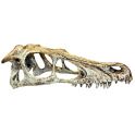 Komodo Raptor skull XL