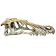 Komodo Raptor skull small