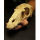 Komodo Raptor skull L