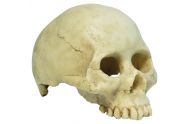 Human Skull small