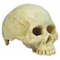 Human Skull small