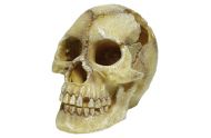 Human Skull large