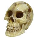 Human Skull large