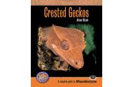 Crested Geckos Complete guide