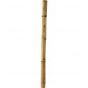 Bambus rør 25-35 mm. 25 cm.