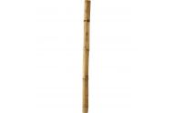 Bambus rør 25-35 mm. 50 cm.