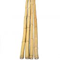 Bambus rør 40-55 mm. 25 cm.