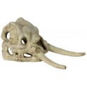 Dinosaurus Skull