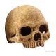 Exo Terra Primate skull