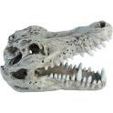 HQ Crocodile skull