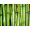 Grøn bambus 100 cm