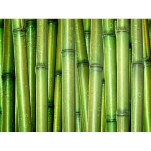 Grøn bambus 100 cm