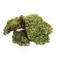 Zoomed Natural Frog Moss