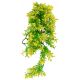 Lucky Reptile Turtle Plants, Bacopa M