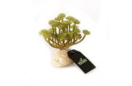 Green Succulent Aeonium