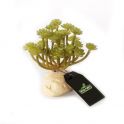 Green Succulent Aeonium