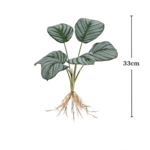 Repti plant 1