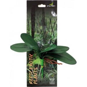 Repti exotic plant Musa Phalaenopsis Amabilis