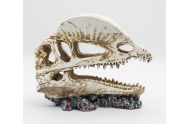 PR Dilophosaurus skull