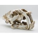 PR Smilodon skull large