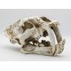 PR Smilodon skull