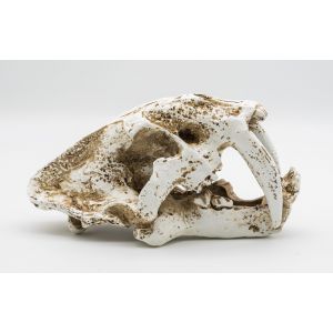 PR Smilodon skull medium
