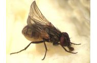 Krølvinget stueflue