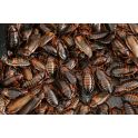 Dubia kakerlakker store 100g