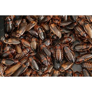 Dubia kakerlakker store 100g