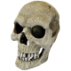 Repto Deco Human Skull XL