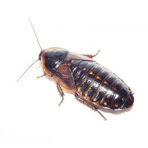 Voksne Dubia kakerlakker, 10 stk
