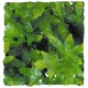 Congo Ivy Large